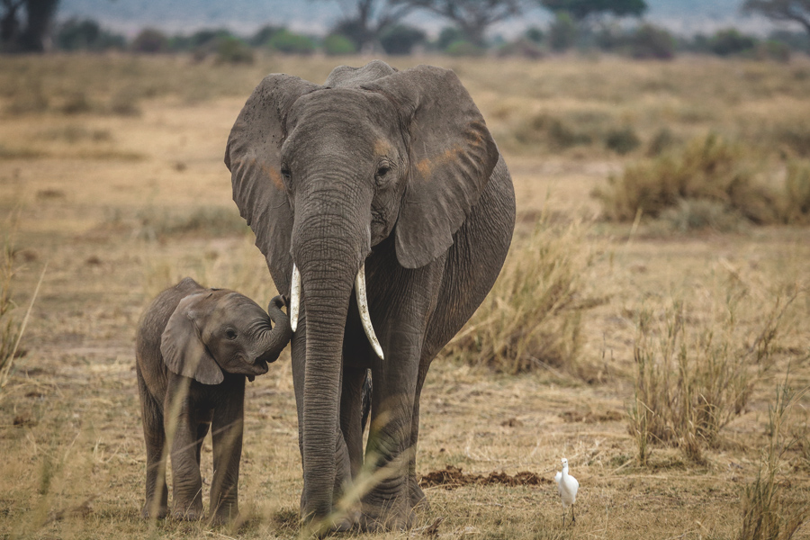 動物の中で最も嗅覚が発達しているのは「象」